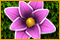 Flower Paradise game