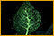 Leaves: The Journey game