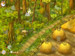 Farm Mania screenshot