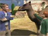 Zoo Vet screenshot